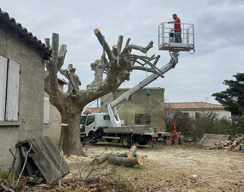 abattage arbre