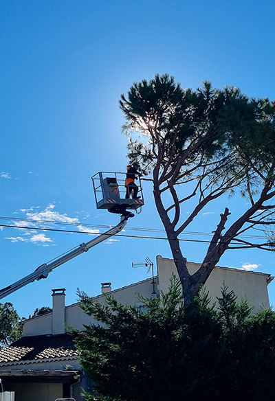 abattage arbre