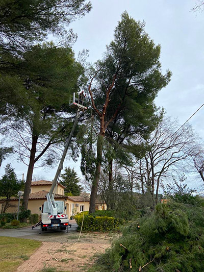 Élagage, Abattage et Entretien de Jardin